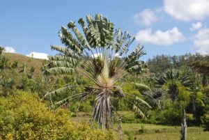 attractions vegetales de Madagascar